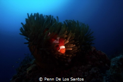 Snooted clown fish on anemone by Penn De Los Santos 